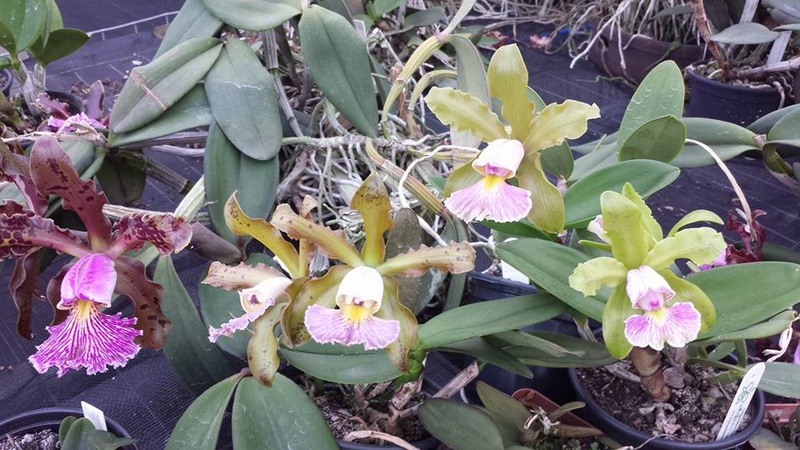 Photos d'orchidées inédites   - Page 7 14980610