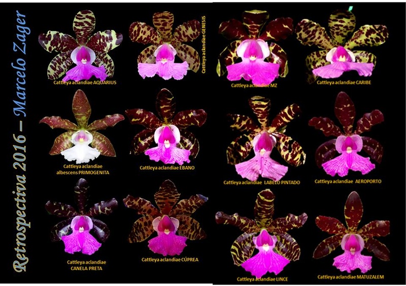 Photos d'orchidées inédites   - Page 8 15665510
