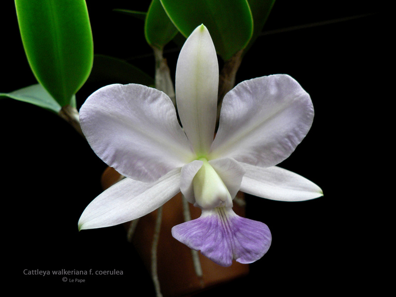 Cattleya walkeriana f. coerulea  Cattle30