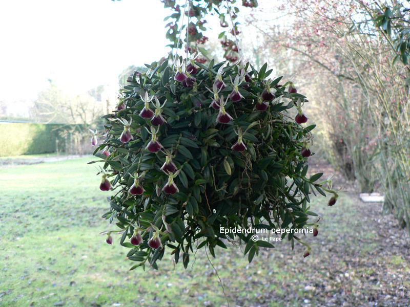 Epidendrum peperomia Epiden11