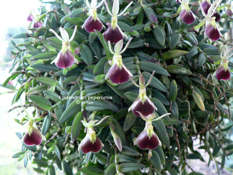 Epidendrum peperomia Epiden13