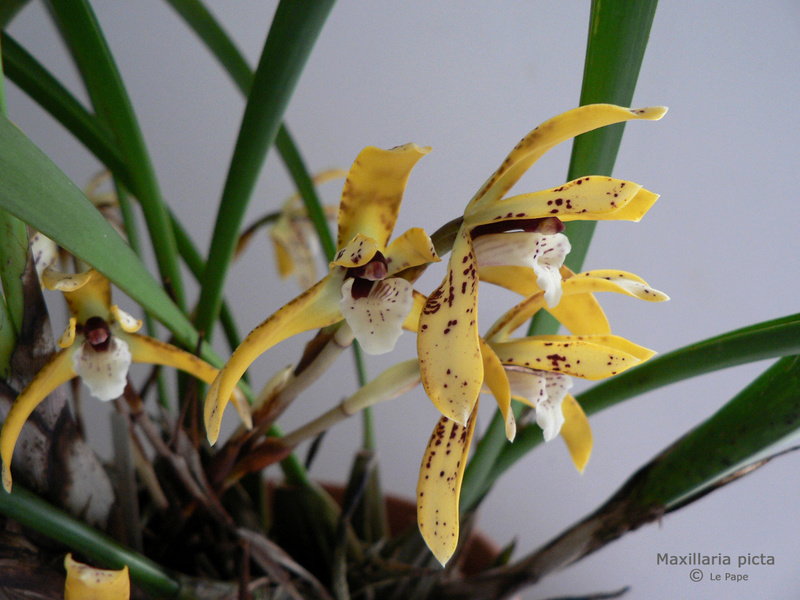 Maxillaria picta Maxill11