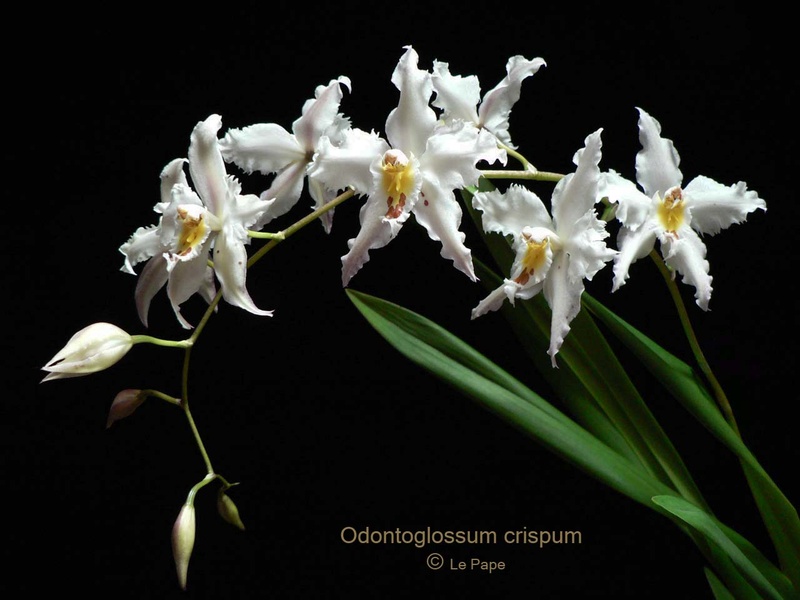  Oncidium alexandrae, ex Odontoglossum crispum "Pacho" Odonto10