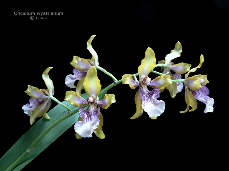 Oncidium (ex Odontoglossum) wyattianum Odonto11