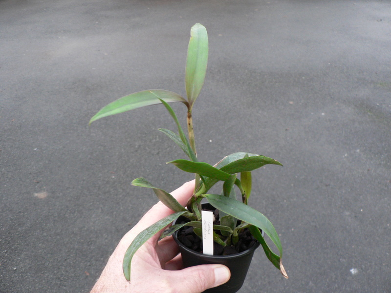 Cattleya dormaniana P1210311