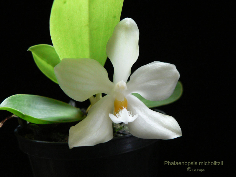 [résolu]Sans nom : Phalaenopsis Penang Violacea Phalae12