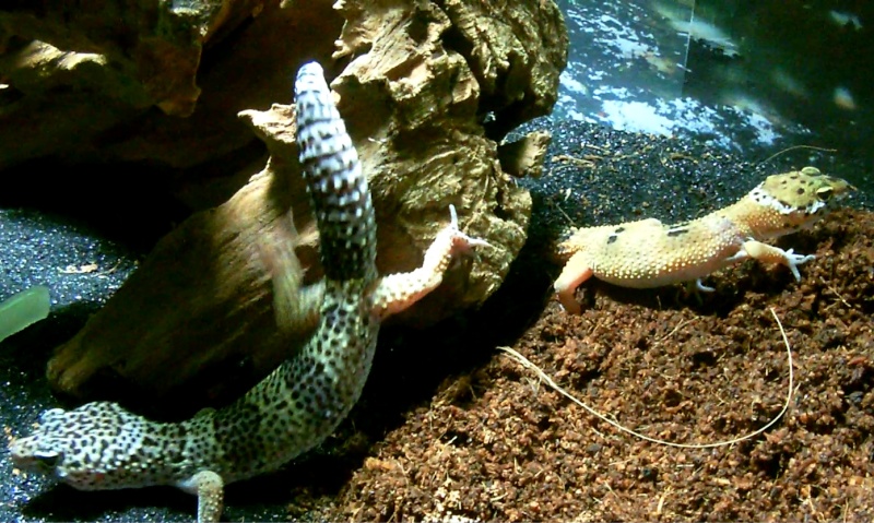 CONCOURS PHOTO: Votre reptile dans son terrarium Gddggd12