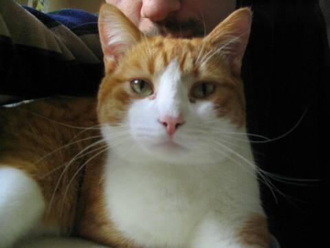 Perdu Chat Roux A Lanester Bel Air 56 Perdu Chat Roux A Lanester Bel Air 56