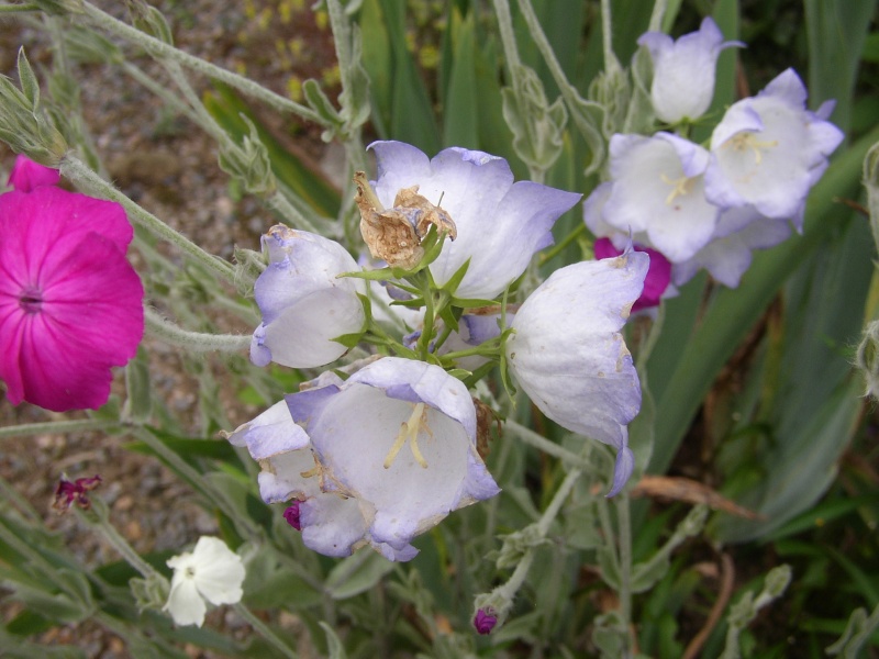 Campanula persicifolia (campanule à feuille de pêcher) Campan10