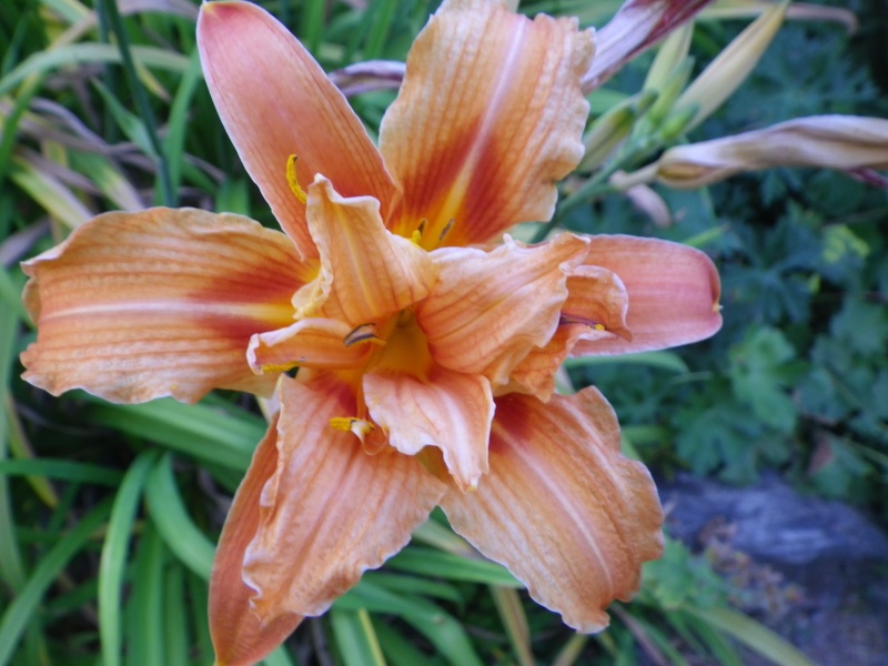 Hemerocalle,Hemerocallis - Page 29 Imgp0311