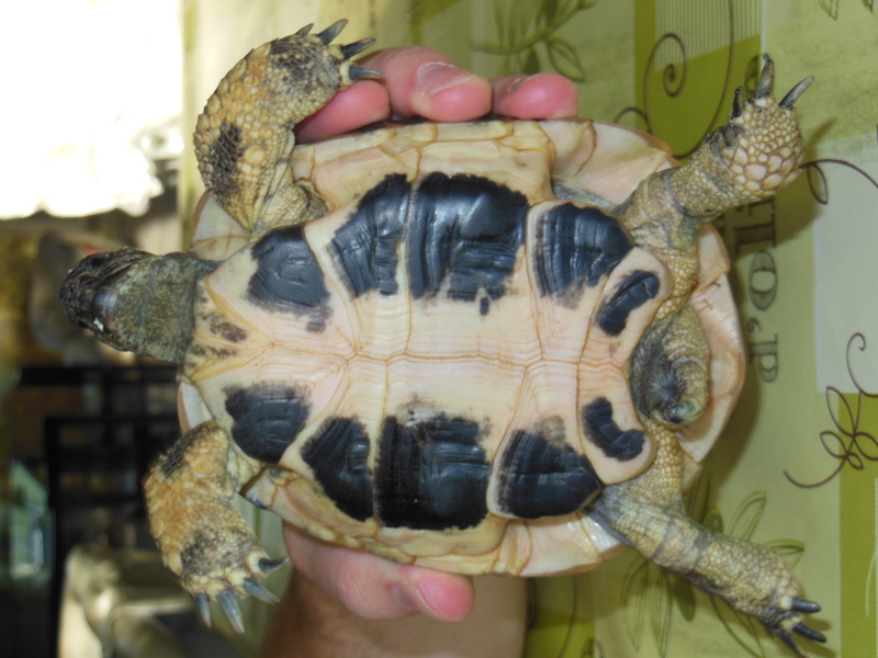 besoin d'aide urgente concernant race et sexe d'une tortue Dscn1010