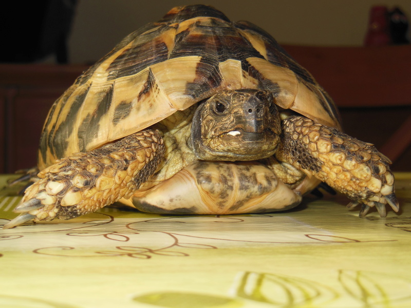 besoin d'aide urgente concernant race et sexe d'une tortue Dscn1012