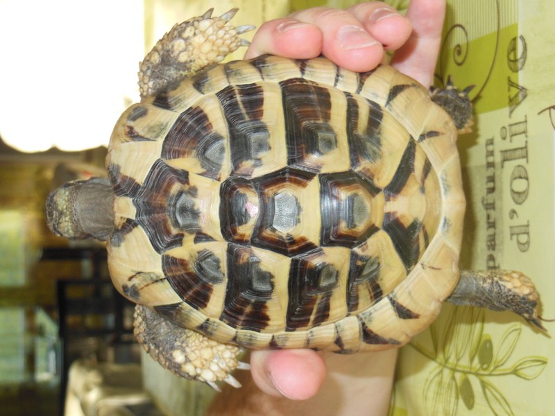 besoin d'aide urgente concernant race et sexe d'une tortue Dscn1013