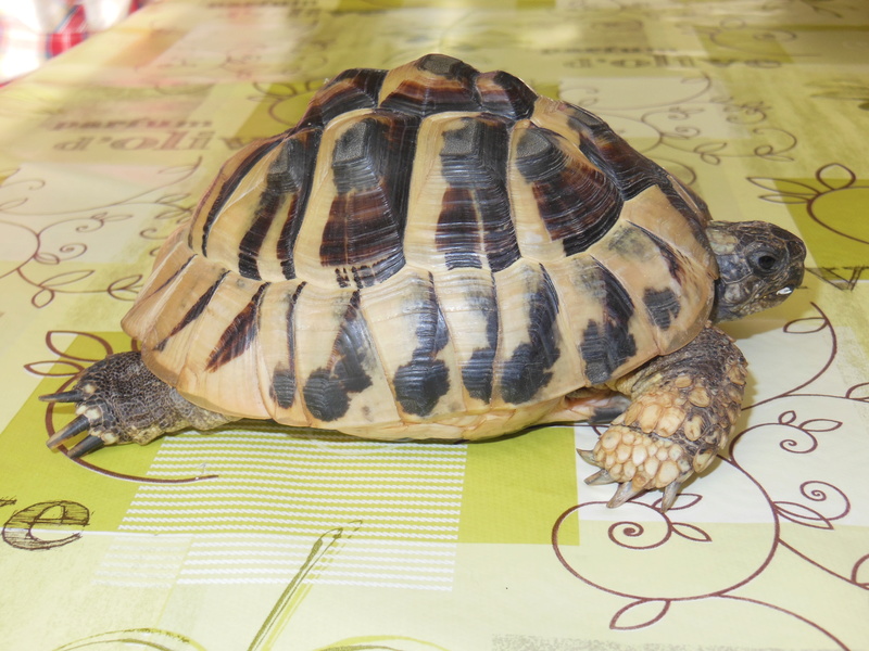 besoin d'aide urgente concernant race et sexe d'une tortue Dscn1014