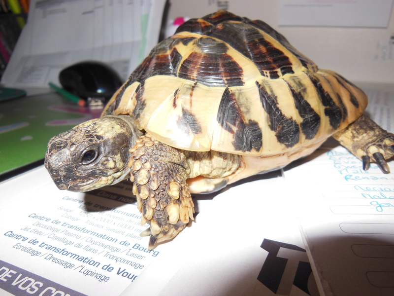 besoin d'aide urgente concernant race et sexe d'une tortue Dscn1810