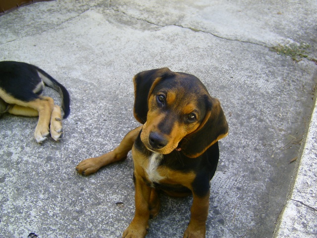 Crocket, croisé beagle de 3 mois, à adopter ( Asso 100 toits) dep.13 Bild2512