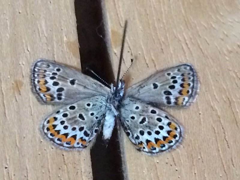 [Plebejus cf. argus] Aricia sp. Img_1932