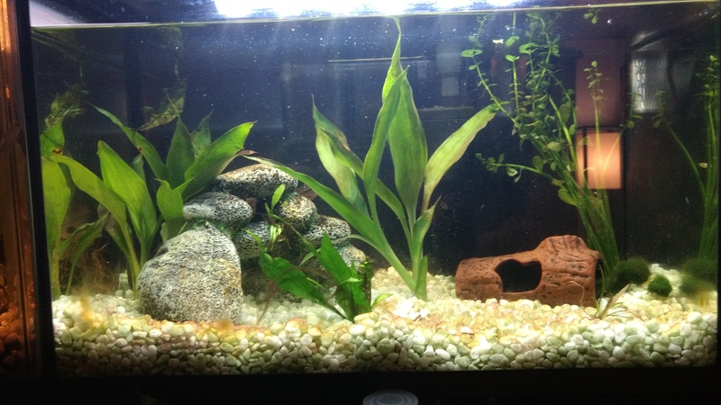 Mes aquariums Img_2012