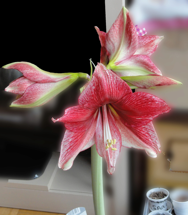 Amaryllis (Hippeastrum) Dsc07523