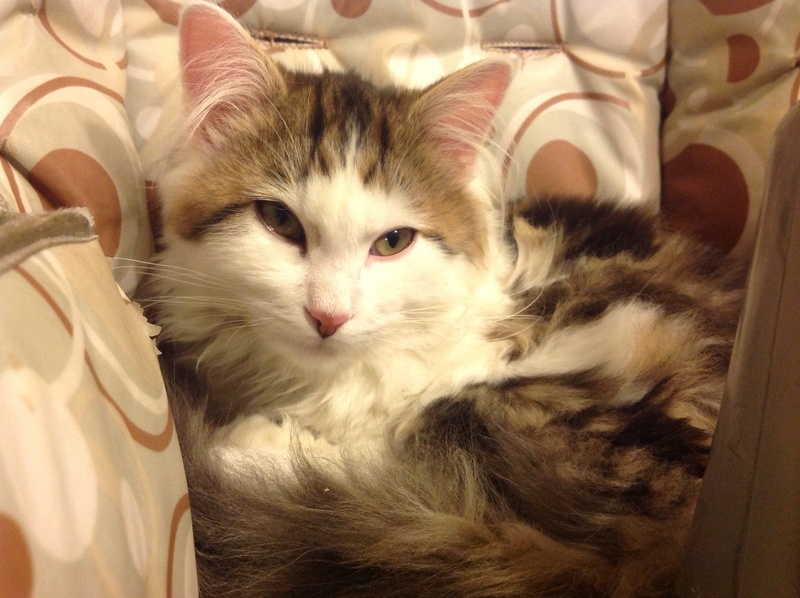 Misano, chaton à poils longs né fin juillet 2016 Image10