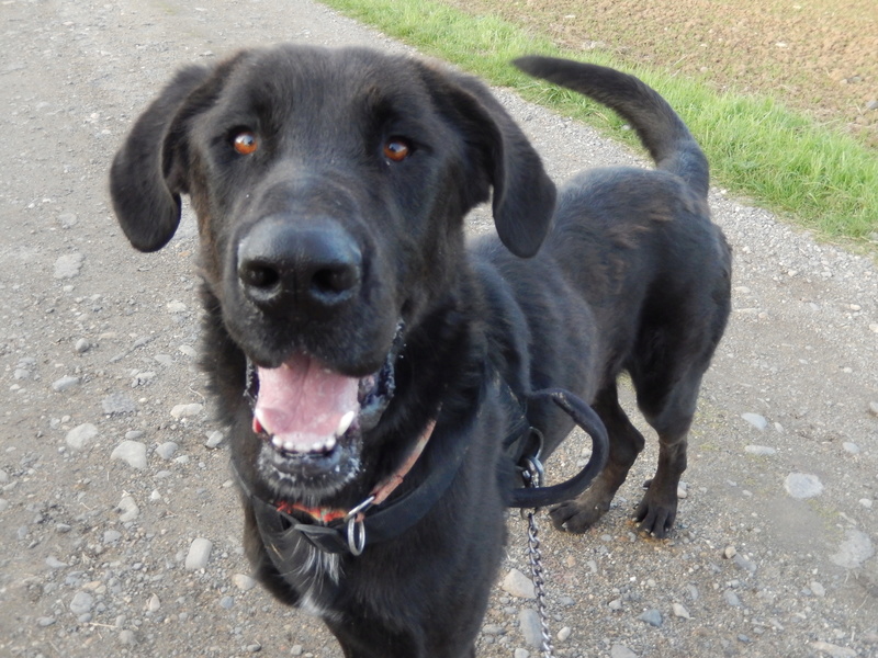 LOUXOR (chien mâle croisé dogue labrador) 2dscn511