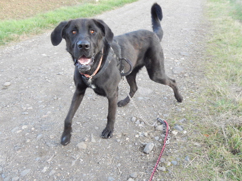 LOUXOR (chien mâle croisé dogue labrador) 3dscn511