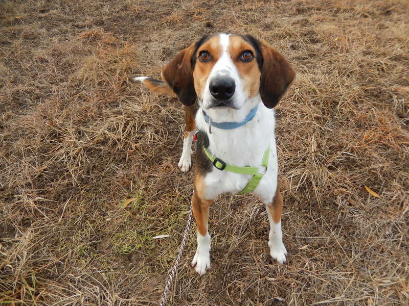 BUDDY -  beagle ........ ans -  Sos Animaux à Le Broc (63) 3dscn514