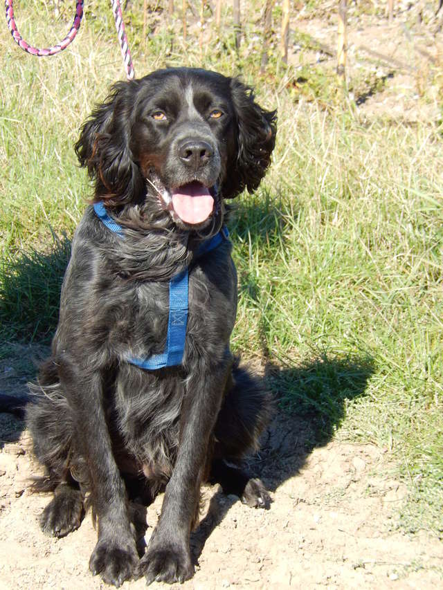 ILOU (mâle croisé setter noir et blanc) 8dscn313