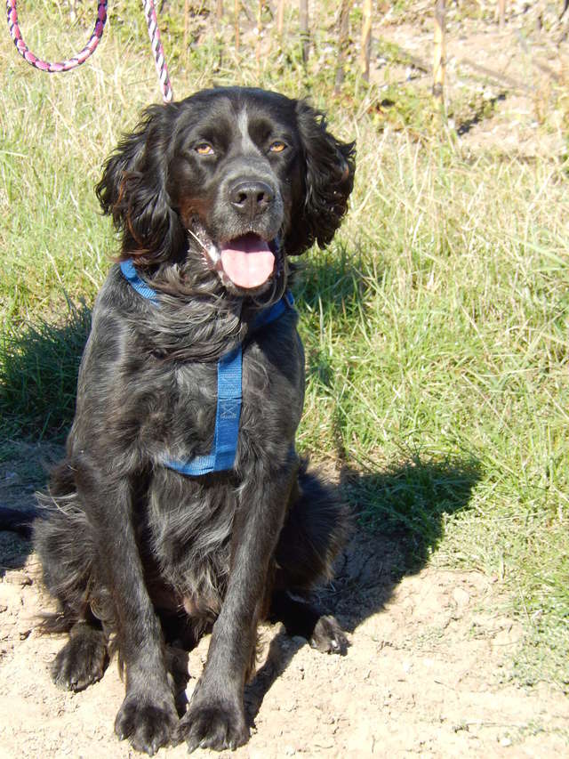 ILOU - x setter  3 ans - Sos Animaux à Le Broc (63) 8dscn313