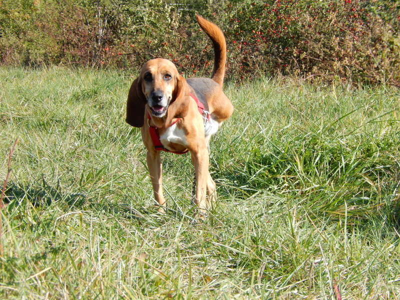 Adoptez moi - PASTA - x bruno du jura 7 ans (3 pattes)  4 ans de refuge  - Sos Animaux à Le Broc (63) Dscn4011