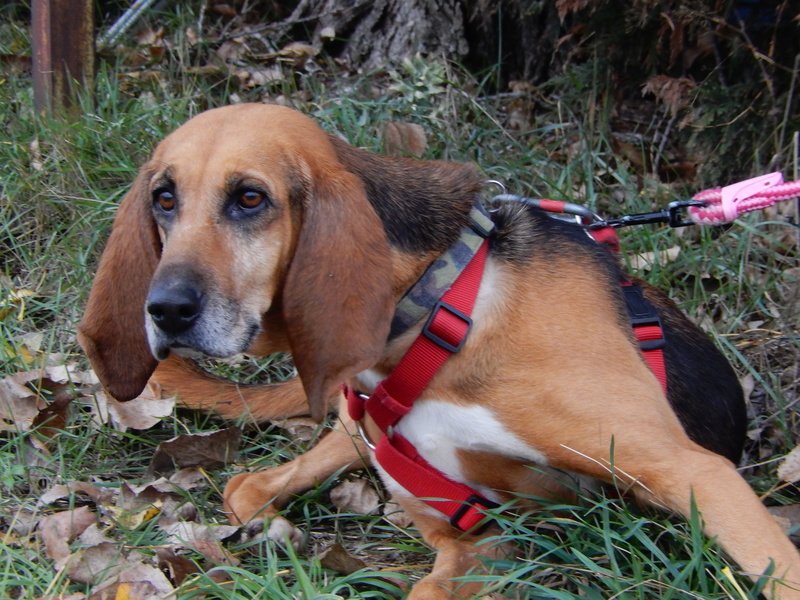 Adoptez moi - PASTA - x bruno du jura 7 ans (3 pattes)  4 ans de refuge  - Sos Animaux à Le Broc (63) Dscn4716