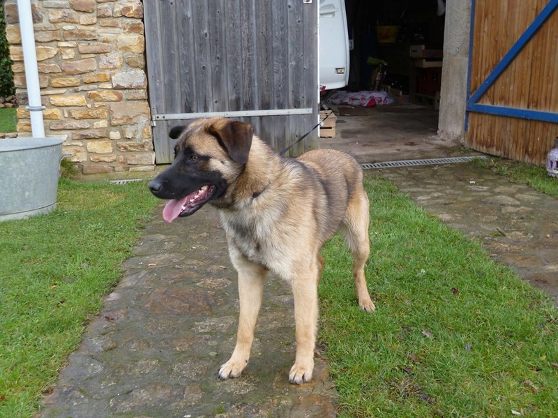 Chien trouvé Saint Médard sur ille 16427410