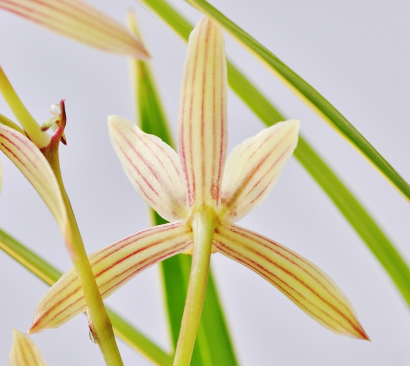 cymbidium ensifolium 2016-111