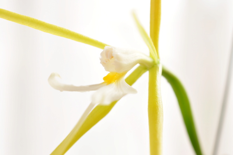 epidendrum nocturnum 2016-129