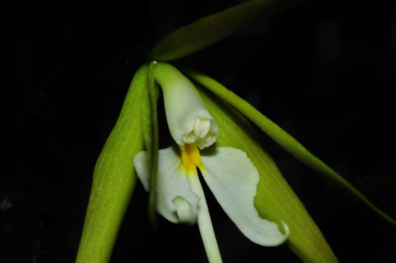 epidendrum nocturnum 2016-131