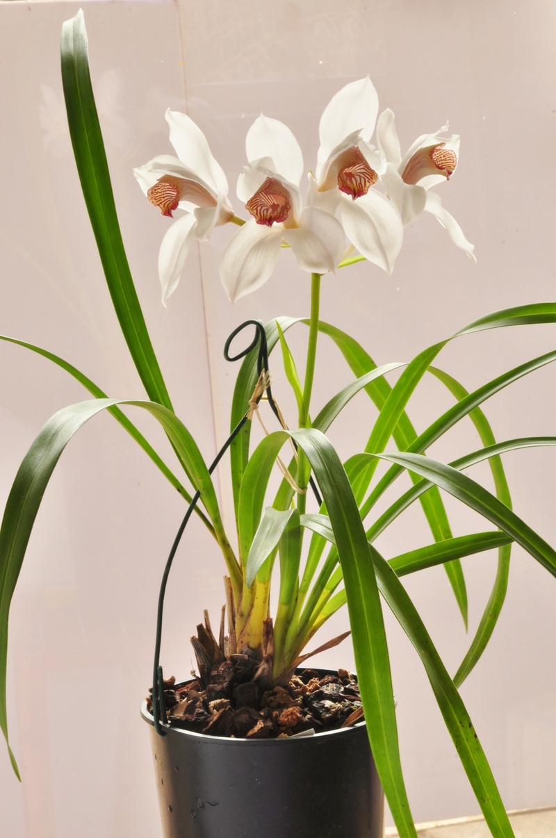 Cymbidium erythrostylum 2016-140