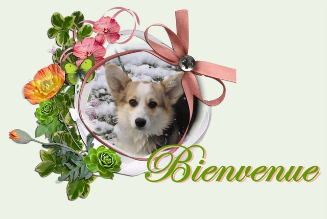 Florence et ses Welsh Corgis Bienve11