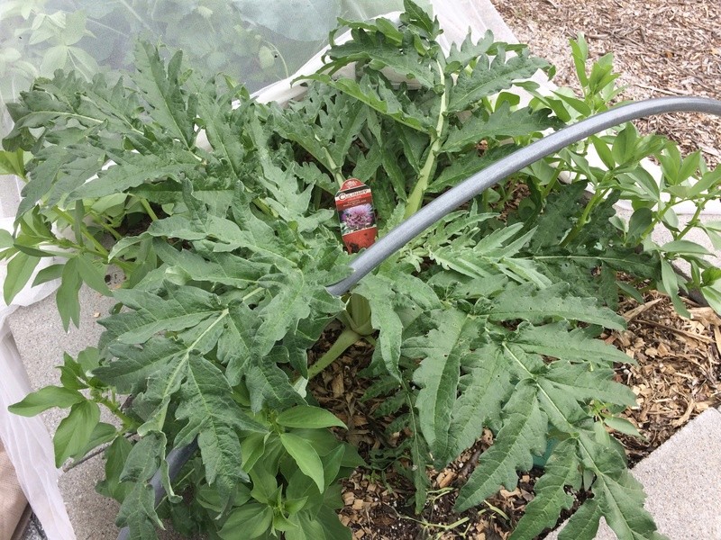 anyone knows how to prepare this plant? Img_2211