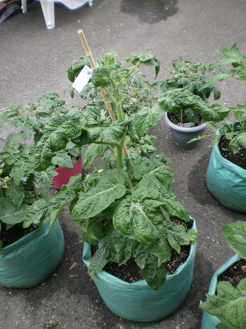 Mes tomates 2013 - Page 9 P7030046