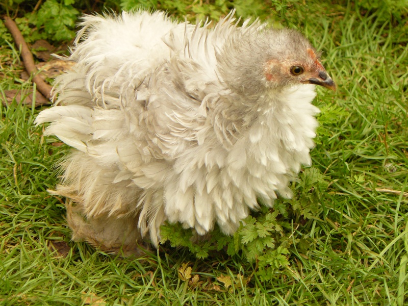 Cherche poulette cailloutée noir et blanc P1130310