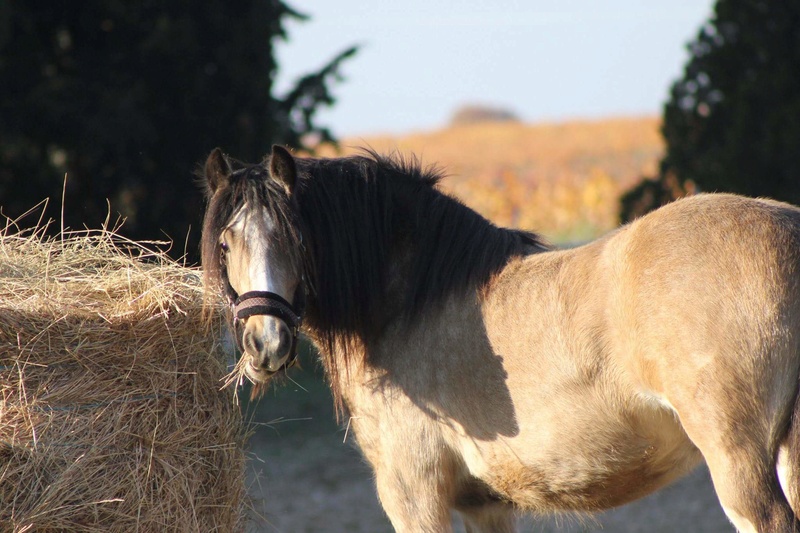 Delight, Pouliche Gypsy Cob isabelle top qualité ! - Page 6 Receiv10