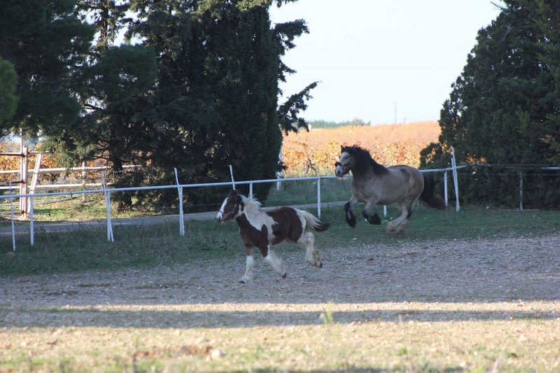 Delight, Pouliche Gypsy Cob isabelle top qualité ! - Page 6 Receiv11