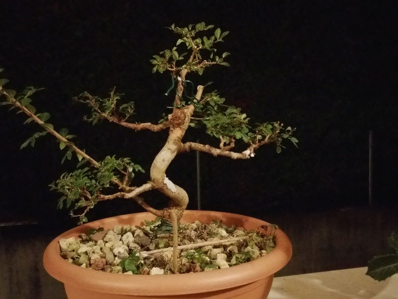 primo bonsai un inizio di una nuova passione (zelkova nire) 20161012