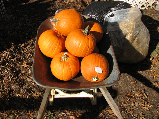 New items for composting Pumkin18