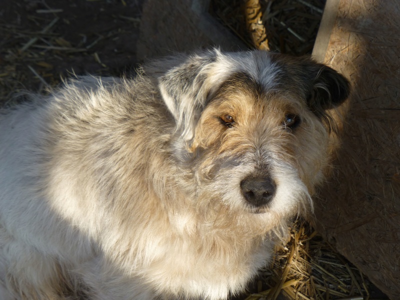 JOHNNATAN, M-X Fox-terrier, env. 12 kg, né 2012 (BACKA) - Pris en charge Asso GALIA Johnat10