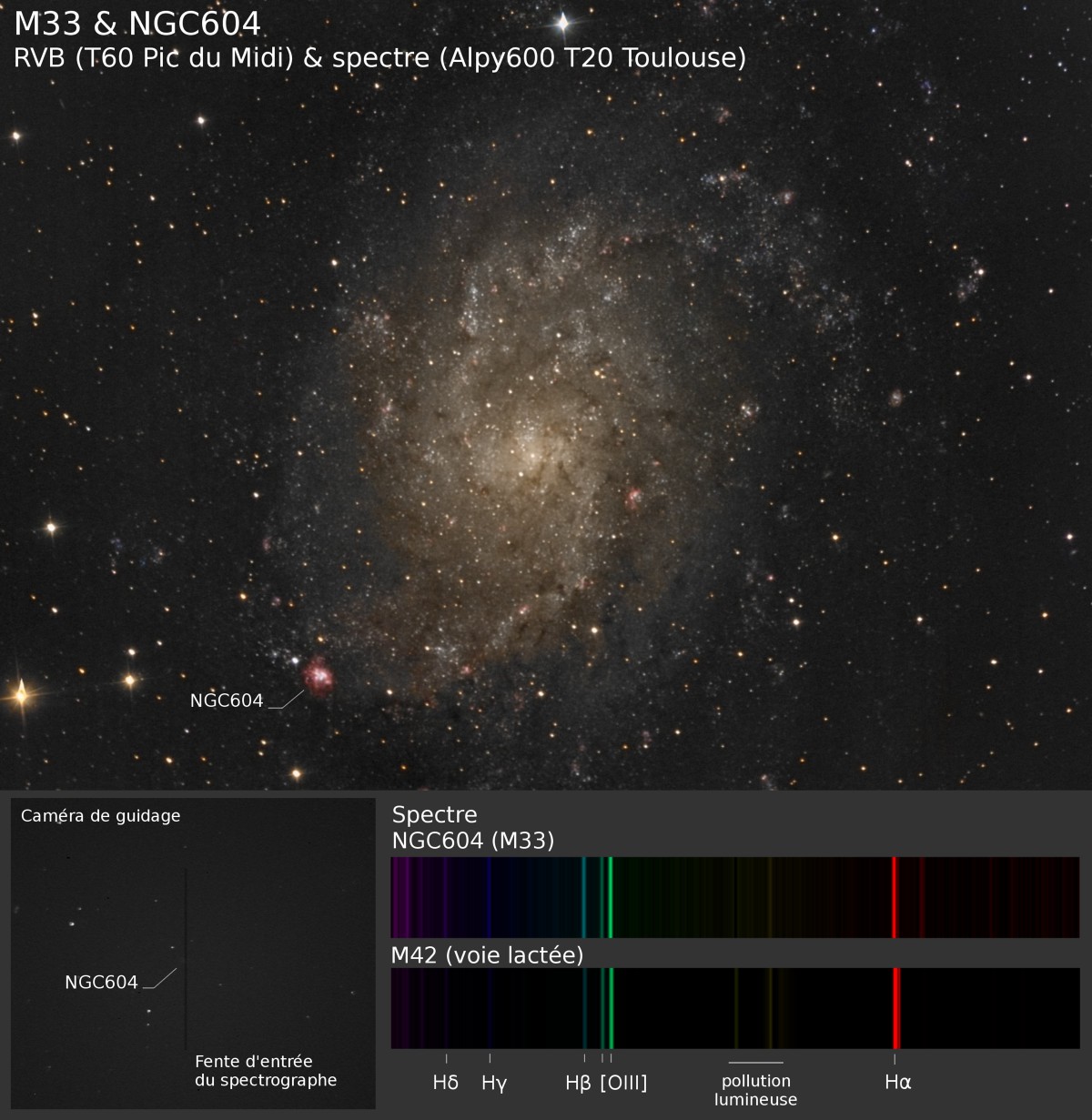 NGC604, la M42 de M33 M33_ng11