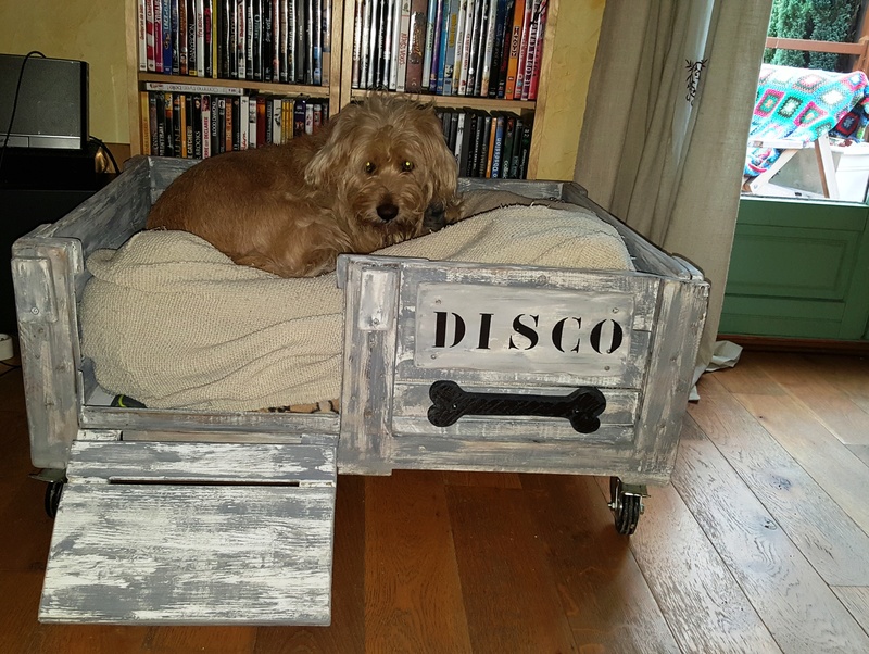 Disco, le chien de mes rêves ! - Page 2 Noyl_d10