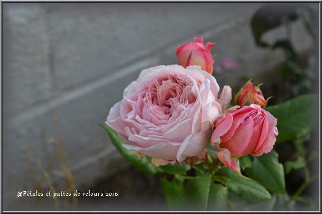 Rose de Cornouaille 04011