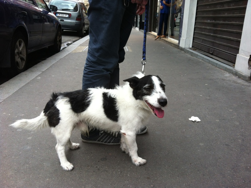Urgent - cherche FA pour COLBY avant le 09/07/13, petit chien trouvé 75020 Colby10