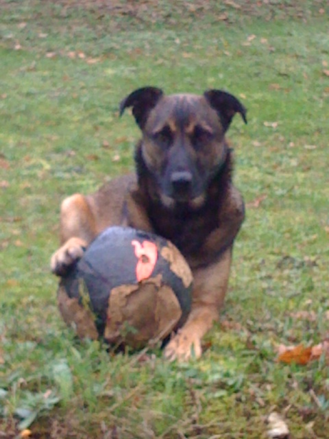 News de GOLIATH, malinois mâle né le 01/01/2011 Goliat10